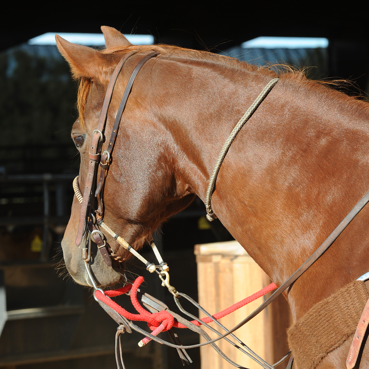 Rattler Calf Roping Neck Rope